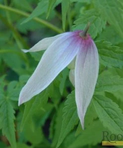 Roots Plants Clematis Alpina 'Willy' | On A 90cm Cane In A 3L Pot