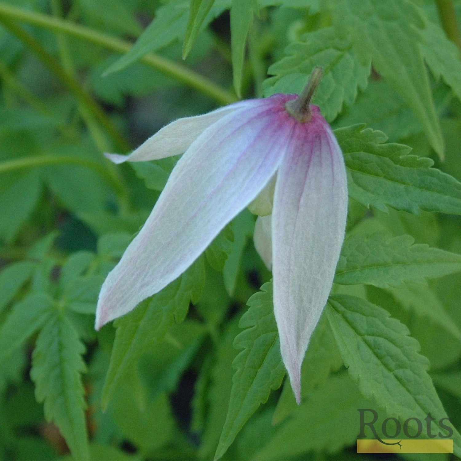 Roots Plants Clematis Alpina 'Willy' | On A 90cm Cane In A 3L Pot 4 Roots Plants Clematis Alpina 'Willy' | On A 90cm Cane In A 3L Pot