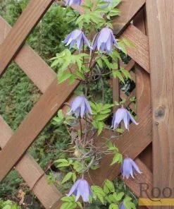Roots Plants Clematis Alpina 'Cyanea' | On A 90cm Cane In A 3L Pot