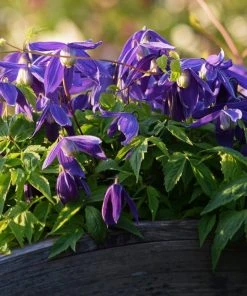 Roots Plants Clematis Alpina'Cyanea' | On A 90cm Cane In A 3L Pot