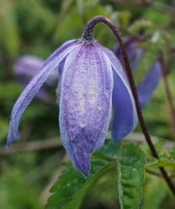 Roots Plants Clematis Alpina 'Bredon Blue'| On A 90cm Cane In A 3L Pot
