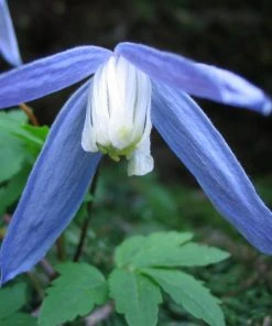 Roots Plants Clematis Alpina'Bredon Blue'| On A 90cm Cane In A 3L Pot