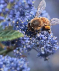 Roots Plants Ceanothus 'Concha' | On A 90cm Cane In A 3L Pot