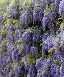 Roots Plants Wisteria Sinensis | Chinese Wisteria | On A 90cm Cane In A 3L Pot