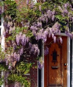 Roots Plants Wisteria 'Lavender Lace' | On A 90cm Cane In A 3L Pot