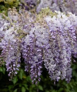 Roots Plants Wisteria 'Lavender Lace' | On A 90cm Cane In A 3L Pot