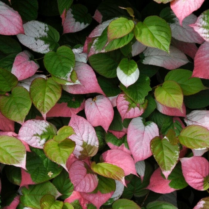 Roots Plants Other Climbing Plants Ornamental Kiwi | Actinidia Kolomikta 4 Roots Plants Other Climbing Plants Ornamental Kiwi | Actinidia Kolomikta