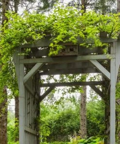 Roots Plants Other Climbing Plants Ornamental Kiwi | Actinidia Kolomikta 7 Roots Plants Other Climbing Plants Ornamental Kiwi | Actinidia Kolomikta