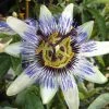 Roots Plants Other Climbing Plants White Passion Flower | Passiflora 'White Lighting'