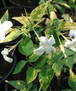Roots Plants Variegated Jasmine | Jasminum Officinale 'Aureovariegatum'