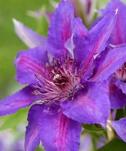 Roots Plants Clematis 'Edda' | On A 90cm Cane In A 3L Pot