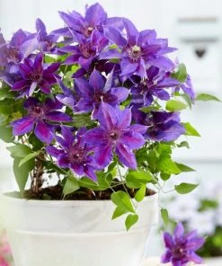 Roots Plants Clematis 'Edda' | On A 90cm Cane In A 3L Pot