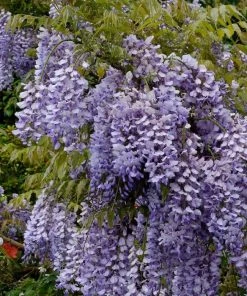 Roots Plants Wisteria Sinensis 'Caroline' | On A 90cm Cane In A 3L Pot