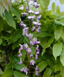 Roots Plants Wisteria Sinensis 'Caroline' | On A 90cm Cane In A 3L Pot 9 Roots Plants Wisteria Sinensis 'Caroline' | On A 90cm Cane In A 3L Pot