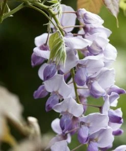 Roots Plants Wisteria Sinensis 'Caroline' | On A 90cm Cane In A 3L Pot 8 Roots Plants Wisteria Sinensis 'Caroline' | On A 90cm Cane In A 3L Pot