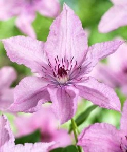 Roots Plants Clematis 'Hagley Hybrid' | On A 90cm Cane In A 3L Pot