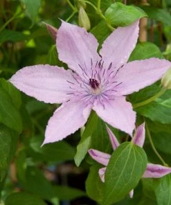 Roots Plants Clematis 'Hagley Hybrid' | On A 90cm Cane In A 3L Pot