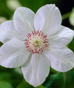 Roots Plants Clematis 'Miss Bateman' | On A 90cm Cane In A 3L Pot