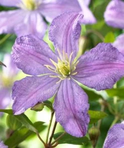 Roots Plants Clematis 'Prince Charles' | On A 90cm Cane In A 3L Pot