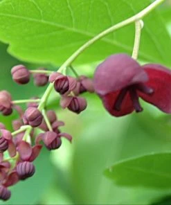 Roots Plants Chocolate Vine | Akebia Quinata | On A 90cm Cane In A 3L Pot