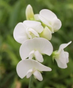 Roots Plants Everlasting Sweet Pea | Lathyrus Latifolius White | On A 90cm Cane In A 3L Pot