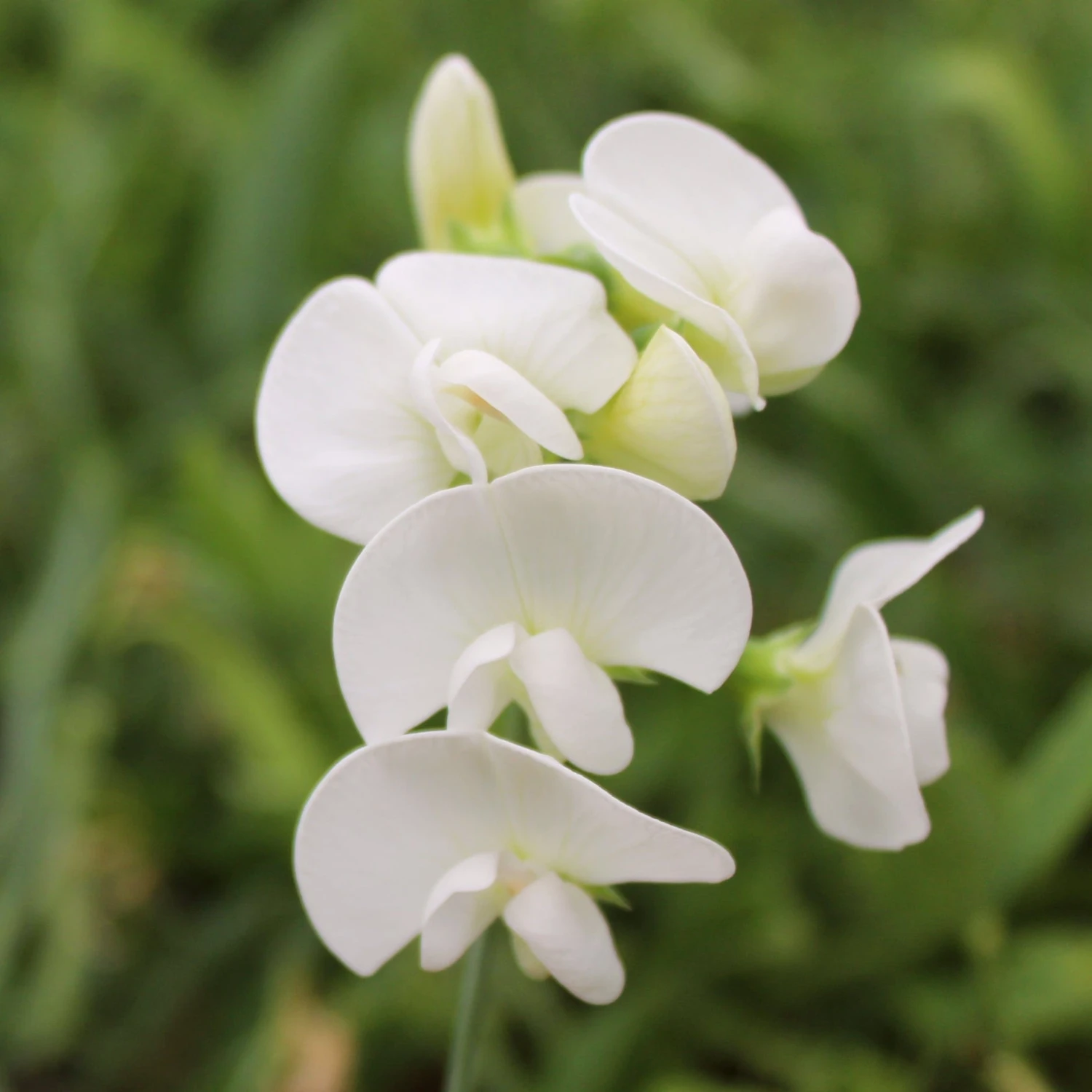 Roots Plants Everlasting Sweet Pea | Lathyrus Latifolius White | On A 90cm Cane In A 3L Pot 3 Roots Plants Everlasting Sweet Pea | Lathyrus Latifolius White | On A 90cm Cane In A 3L Pot