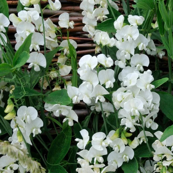 Roots Plants Everlasting Sweet Pea | Lathyrus Latifolius White | On A 90cm Cane In A 3L Pot 4 Roots Plants Everlasting Sweet Pea | Lathyrus Latifolius White | On A 90cm Cane In A 3L Pot
