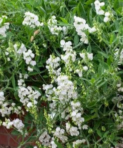 Roots Plants Everlasting Sweet Pea | Lathyrus Latifolius White | On A 90cm Cane In A 3L Pot 7 Roots Plants Everlasting Sweet Pea | Lathyrus Latifolius White | On A 90cm Cane In A 3L Pot