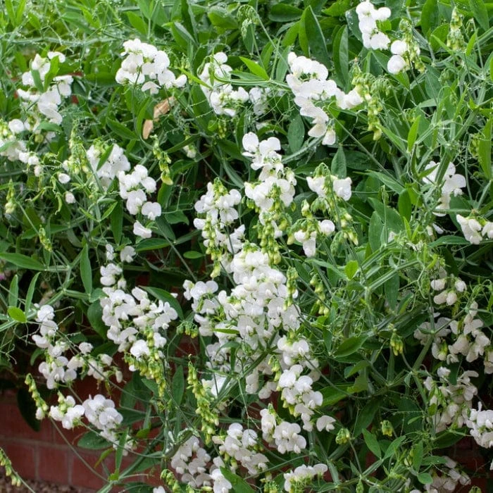 Roots Plants Everlasting Sweet Pea | Lathyrus Latifolius White | On A 90cm Cane In A 3L Pot 5 Roots Plants Everlasting Sweet Pea | Lathyrus Latifolius White | On A 90cm Cane In A 3L Pot