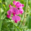 Roots Plants Other Climbing Plants Everlasting Sweet Pea -Lathyrus Latifolius Red | On A 90cm Cane In A 3L Pot