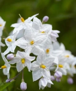 Roots Plants Solanum Jasminoides 'Album Variegatum' | On A 90cm Cane In A 3L Pot