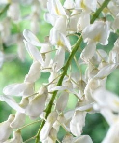Roots Plants White Wisteria | Sinensis 'alba' | On A 90cm Cane In A 3L Pot