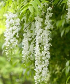 Roots Plants White Wisteria | Sinensis 'alba' | On A 90cm Cane In A 3L Pot