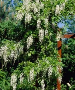 Roots Plants White Wisteria | Sinensis 'alba' | On A 90cm Cane In A 3L Pot