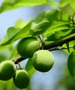 Roots Plants Cambridge Gage' Plum Tree Fruits