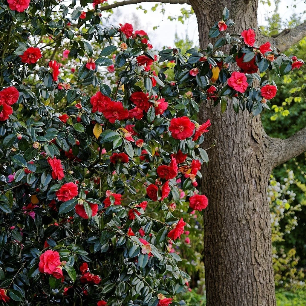 Roots Plants Perennials Red Camellia Japonica Plant 5 Roots Plants Perennials Red Camellia Japonica Plant
