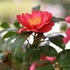 Roots Plants Perennials Red Camellia Japonica Plant