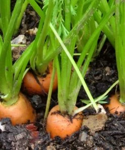 Roots Plants 10 Organic 'Early Nantes' Carrots Plants Root Vegetables