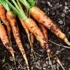 Roots Plants 10 Organic 'Early Nantes' Carrots Plants Root Vegetables 1 Roots Plants 10 Organic 'Early Nantes' Carrots Plants Root Vegetables