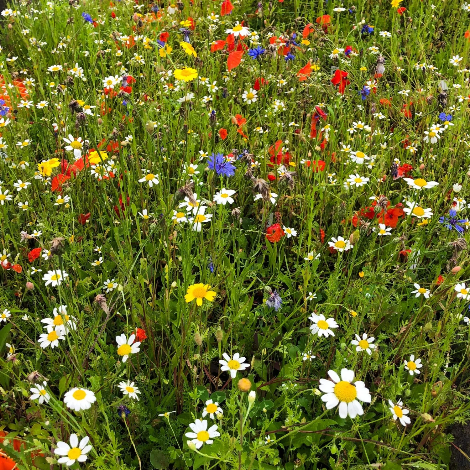 Roots Plants 100 Wildflower Meadow Plug Plants Perennials 4 Roots Plants 100 Wildflower Meadow Plug Plants Perennials