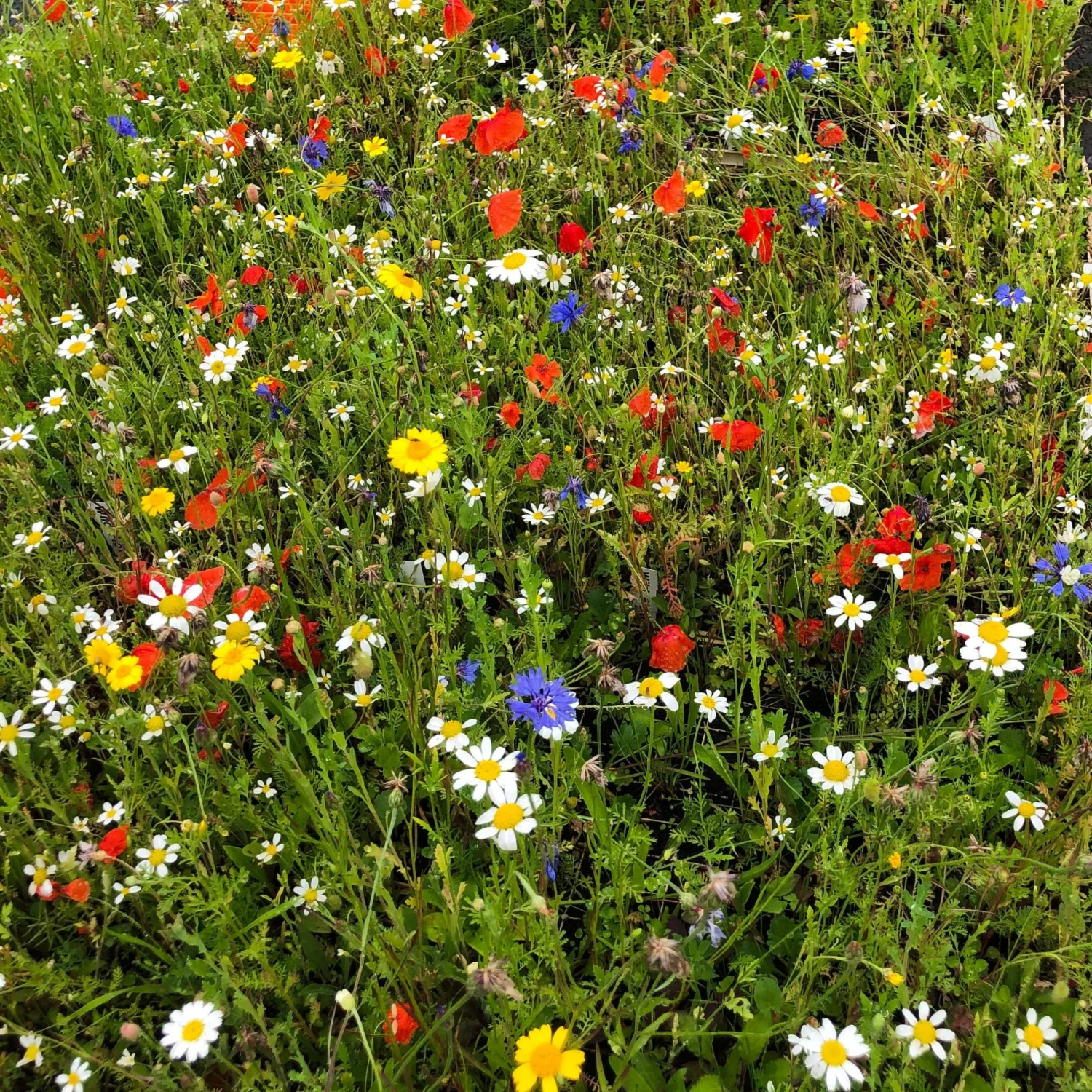 Roots Plants 100 Wildflower Meadow Plug Plants Perennials 5 Roots Plants 100 Wildflower Meadow Plug Plants Perennials