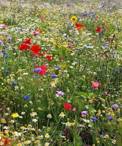 Roots Plants 100 Wildflower Meadow Plug Plants Perennials