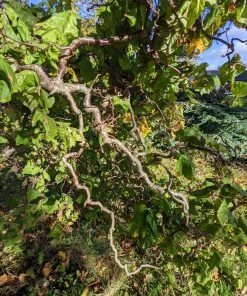 Roots Plants Corkscrew Hazel | Corylus Avellana 'Contorta'