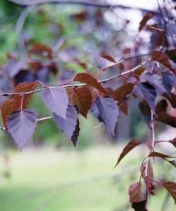 Roots Plants Crimson Frost' Silver Birch Tree