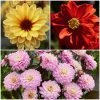 Roots Plants 6 Dahlia Temptation Collection 1L Pot Dahlias 2 Roots Plants 6 Dahlia Temptation Collection 1L Pot Dahlias