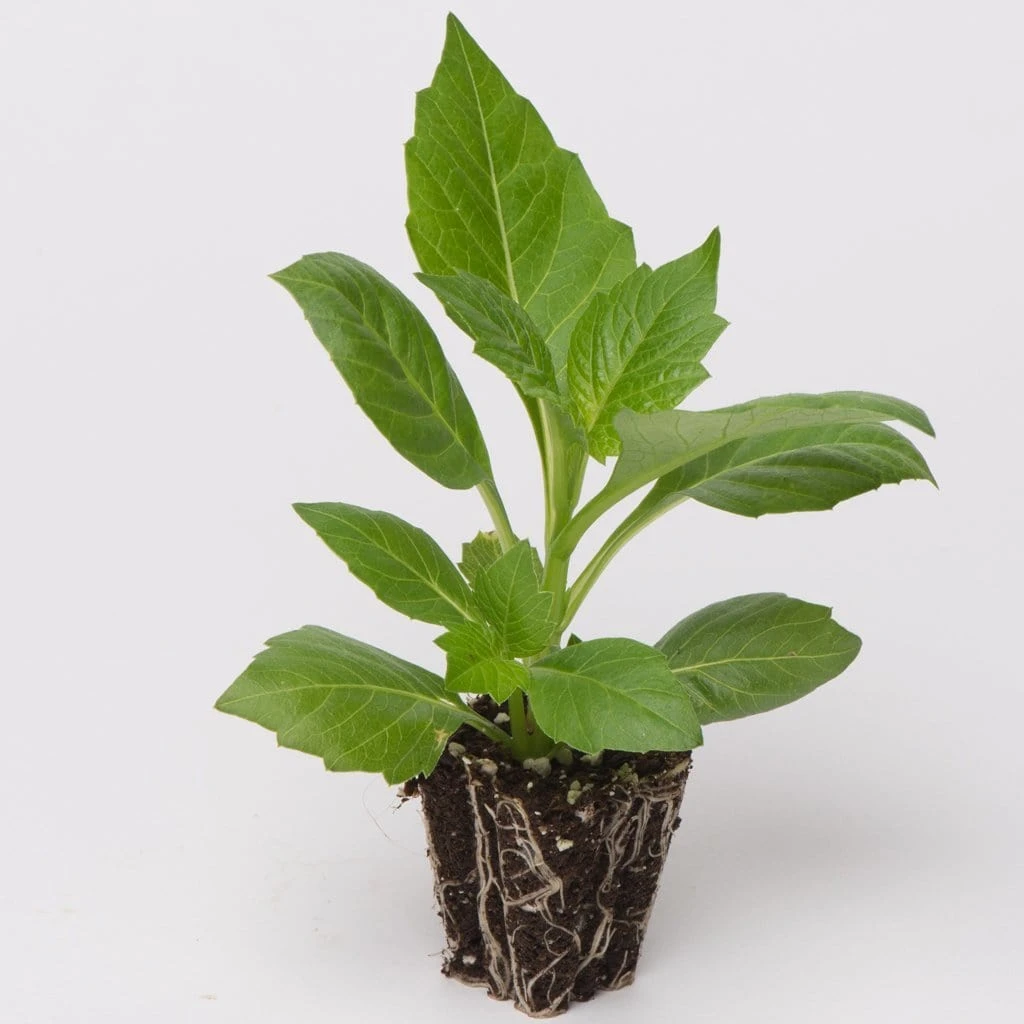 Roots Plants Dahlia Gardenetta 'Peach' Jumbo Plug Plants 6 Roots Plants Dahlia Gardenetta 'Peach' Jumbo Plug Plants