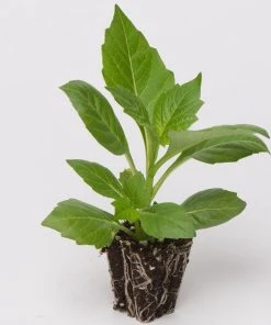 Roots Plants Dahlia Gardenetta 'Fireball' Jumbo Plug Plants Dahlias