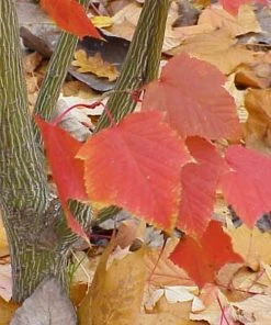 Roots Plants Viper Acer Tree | Acer Davidii | Snake Bark Maple