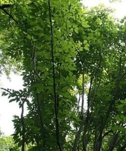 Roots Plants Viper Acer Tree | Acer Davidii | Snake Bark Maple