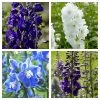 Roots Plants 9 Delphinium Camelot Collection 10.5cm Pot